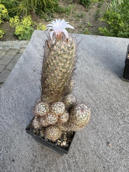 Escobaria spec.